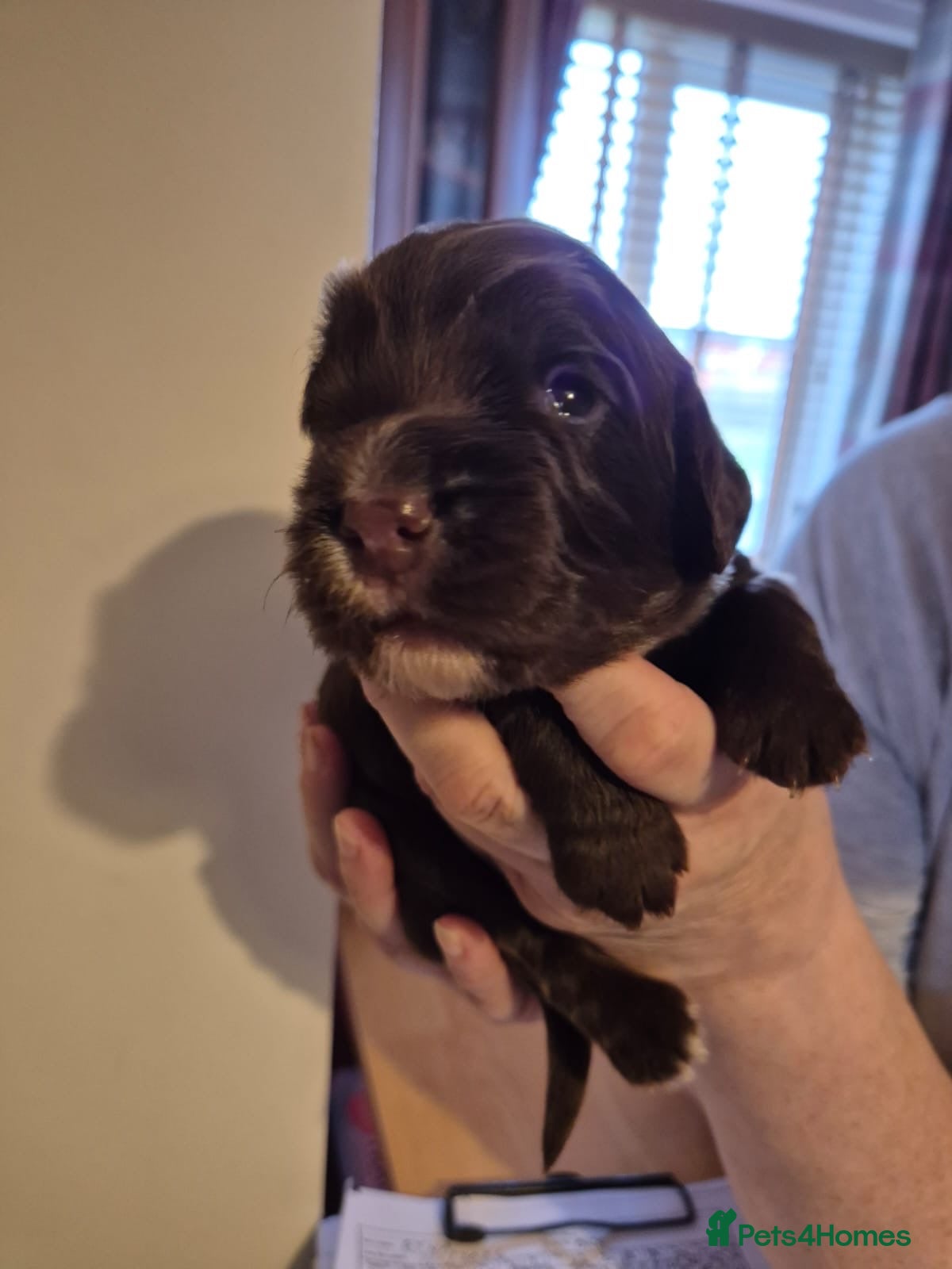Sprocker dogs Chocolate Treats 🥰 - Advert 2
