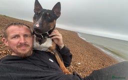 Miniature Bull terrier dogs for sale: Stunning Tri colored female bull terrier  - Image 3