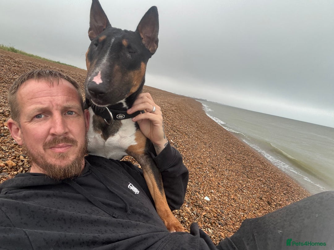 Miniature Bull terrier dogs for sale: Stunning Tri colored female bull terrier  - Image 3