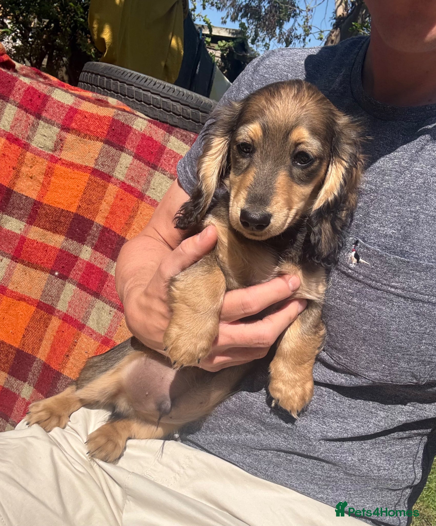 Miniature Dachshund dogs Miniature Longhaired Dachshunds  - Advert 2