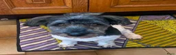 Mixed Breed dogs for adoption: Petra - Advert 2