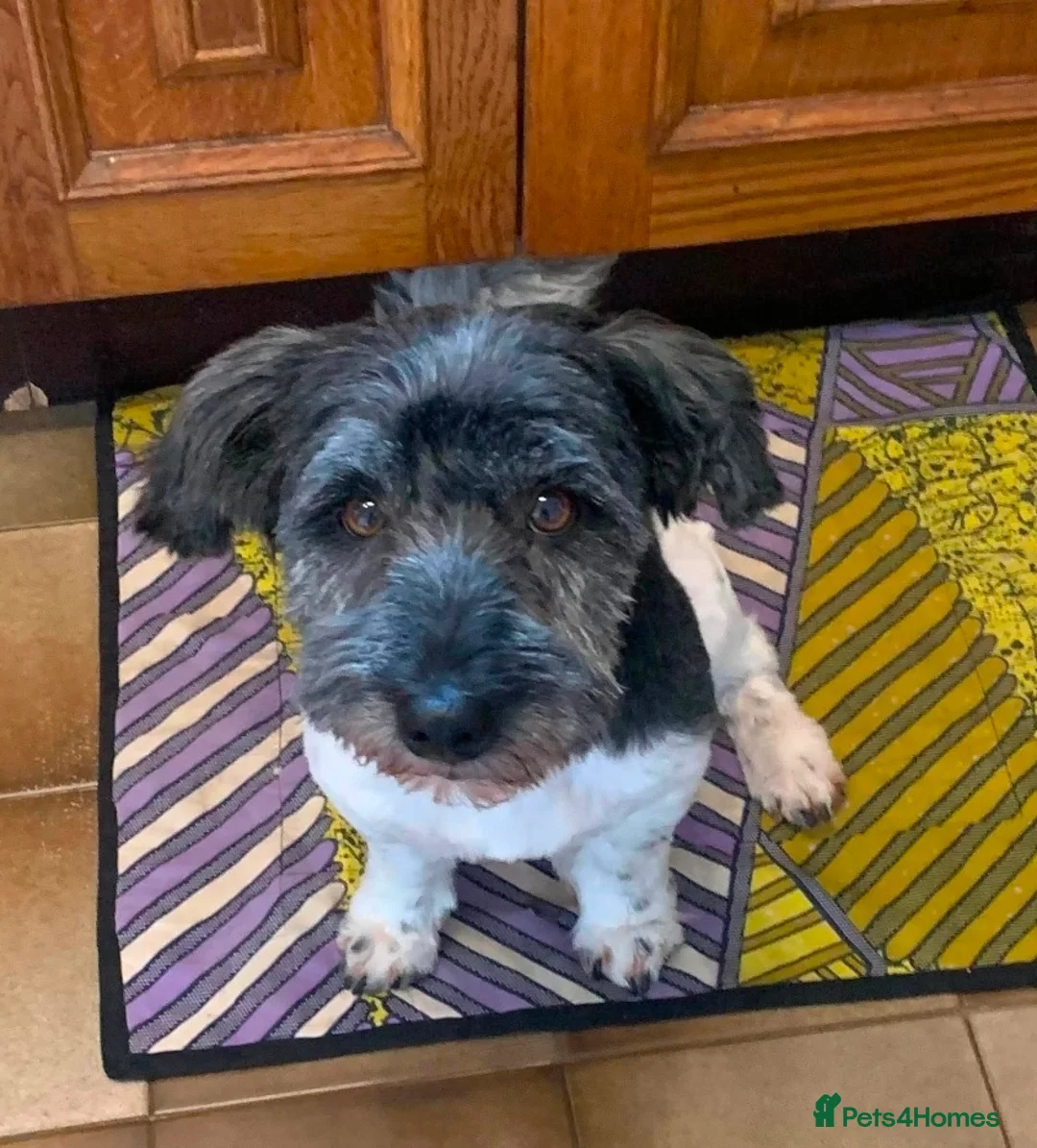 Mixed Breed dogs for adoption: Petra - Advert 2