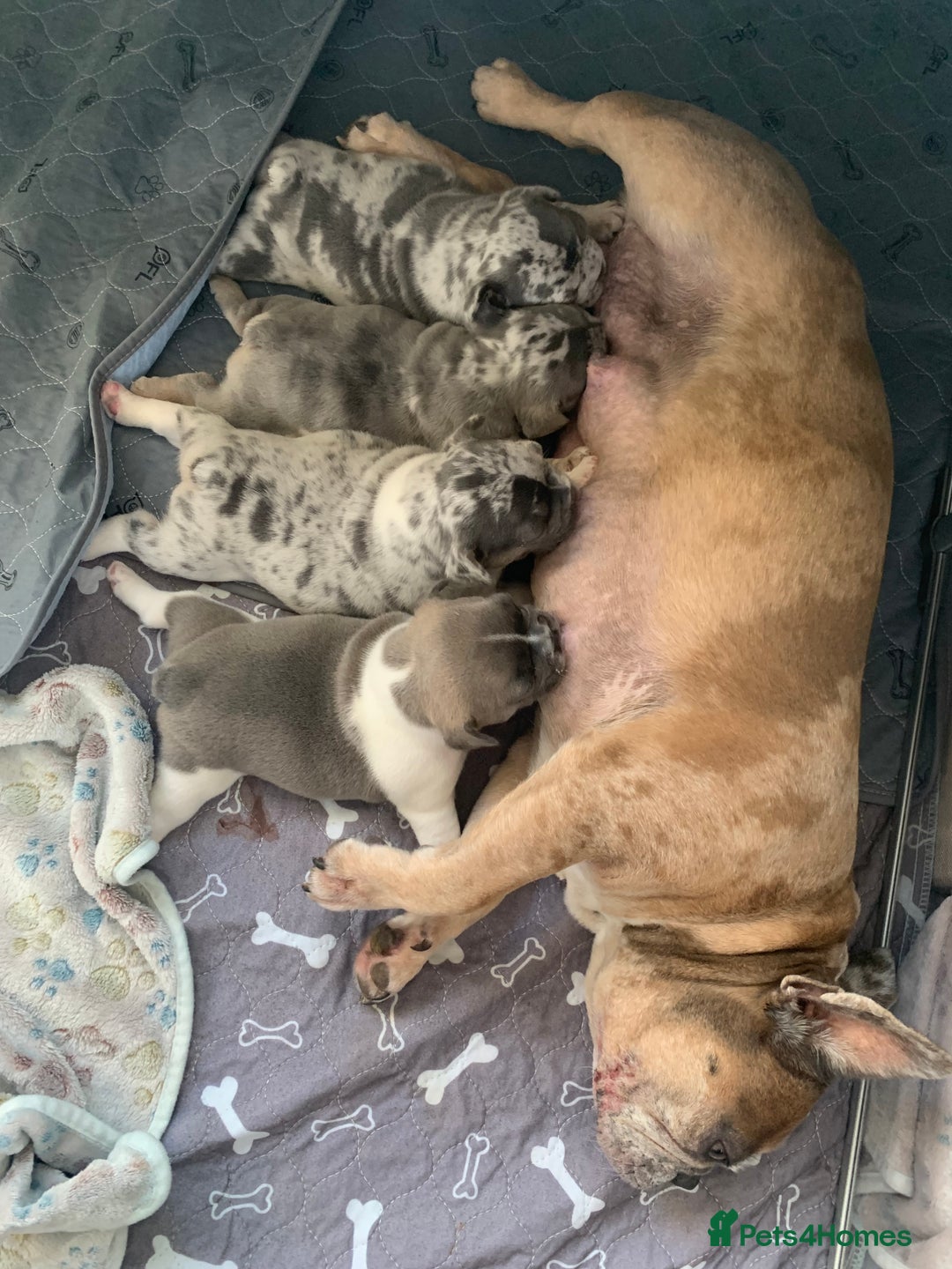 French Bulldog dogs for sale: x1 GIRL LEFT! RARE PURE BLUE MERLE TAN PUPPIES  - Advert 12
