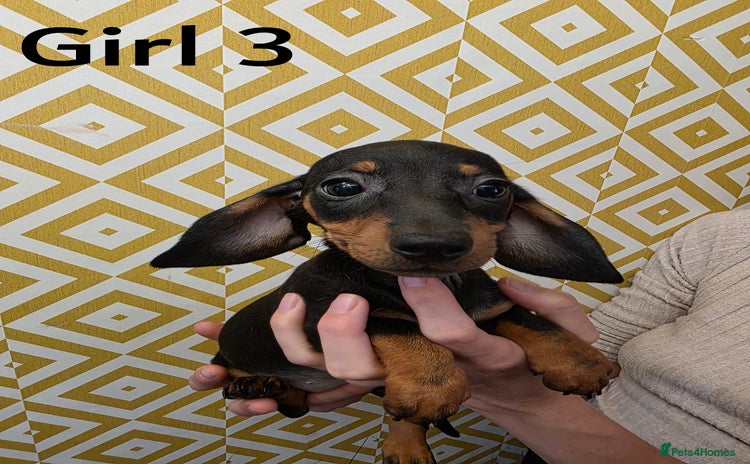 Dachshund dogs - Advert 6