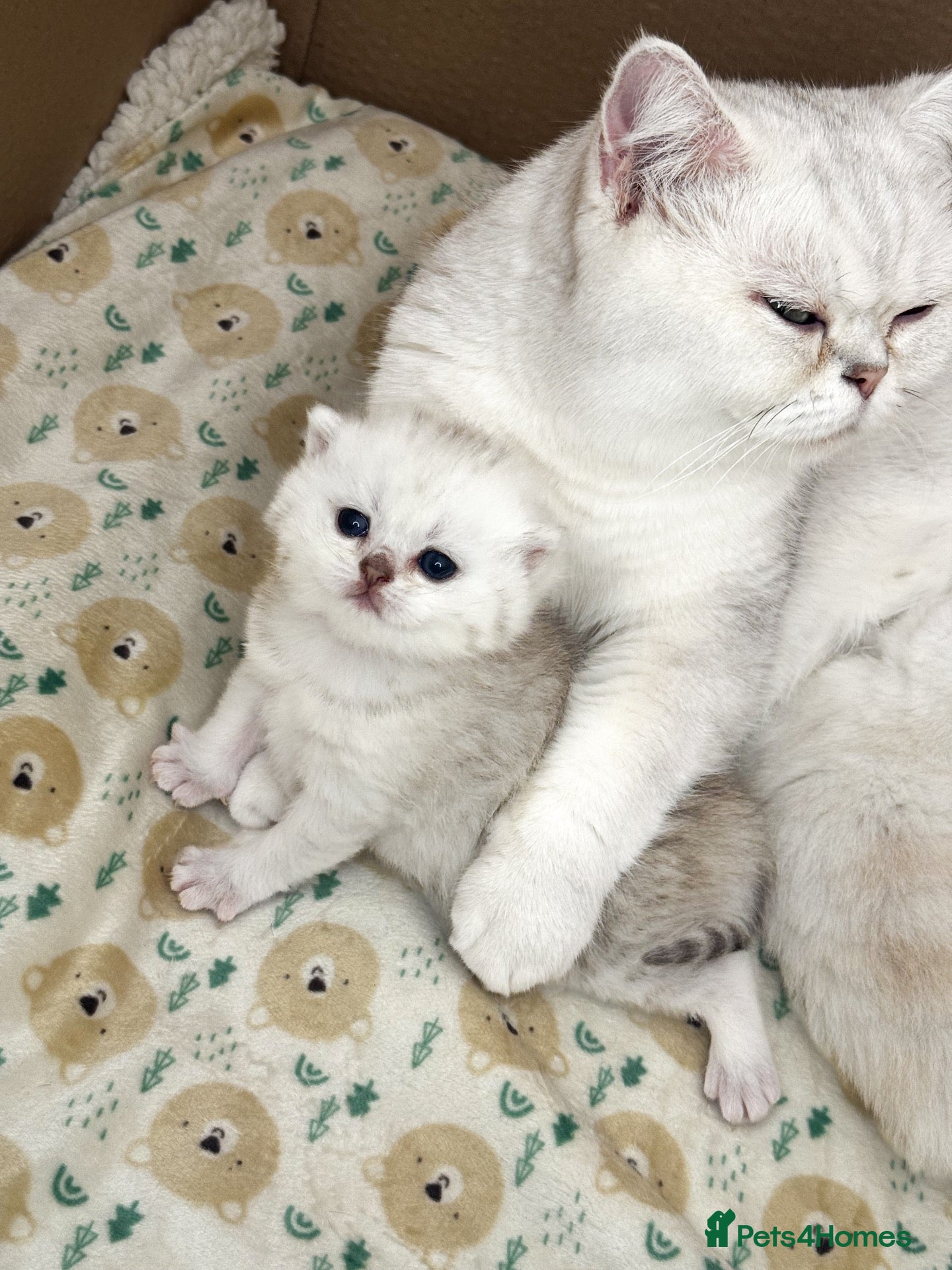 British Shorthair cats Silver British Shorthair kittens - Advert 2