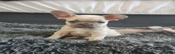 French Bulldog dogs for sale: 7 month old Frenchie girls loveable and cute  - Advert 10