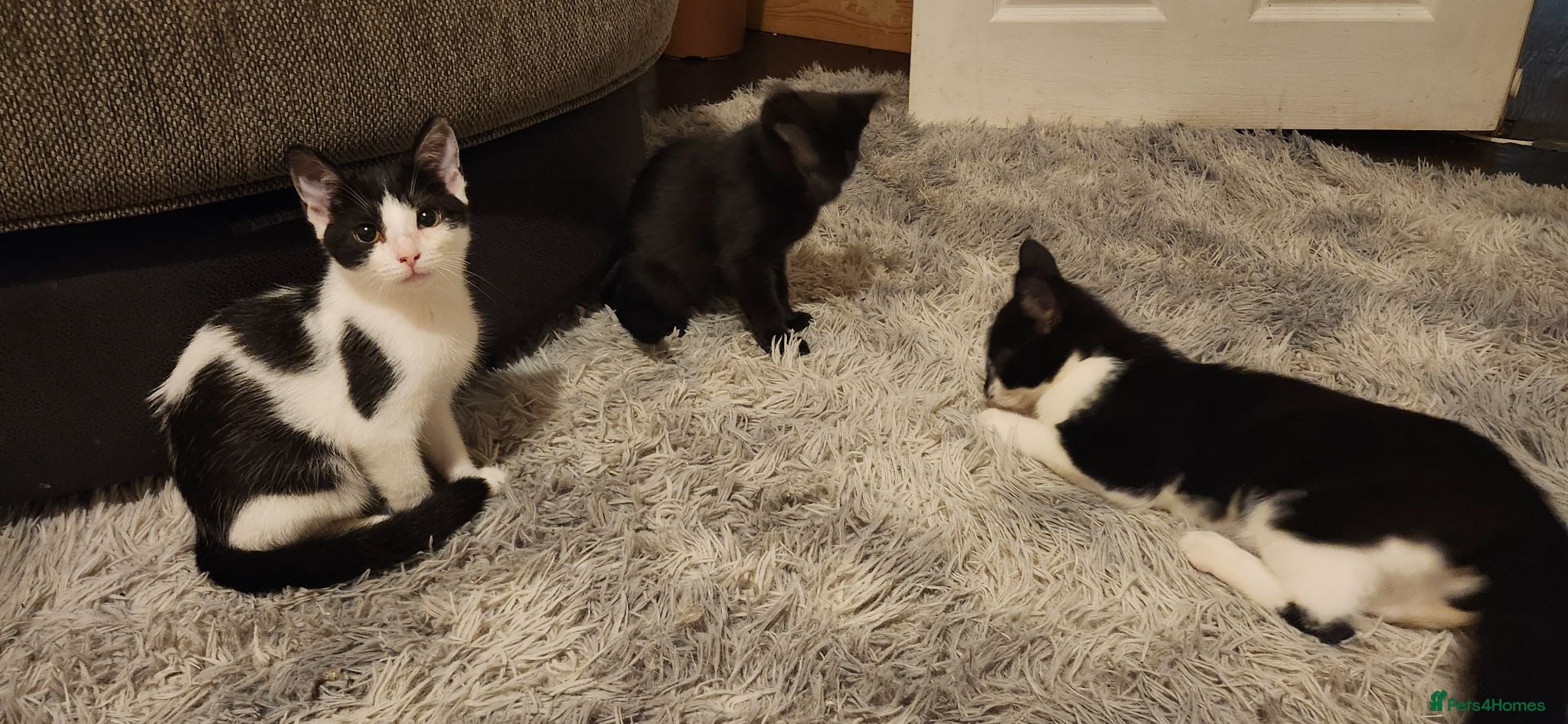 Mixed Breed cats Male and female kittens - Advert 5