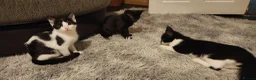 Mixed Breed cats for sale: Male and female kittens - Advert 1