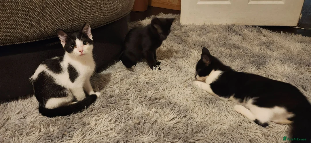 Mixed Breed cats for sale: Male and female kittens - Advert 1