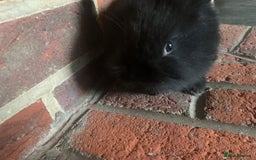 Dwarf Lop rabbits for sale: Dwraf Buinnes for Sale  - Advert 14