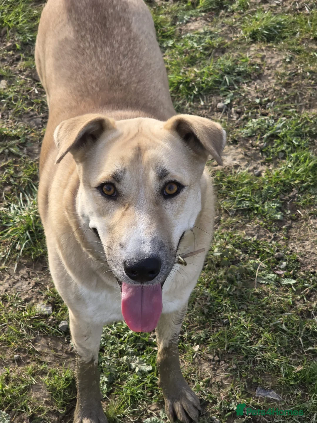 Mixed Breed dogs for sale: Magical Friendly Indian Street Dog SeeksLovingHome - Advert 1