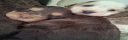 Cocker Spaniel dogs for sale: Beautiful KC Reg Show-Cocker Spaniel puppies  in Doncaster - Advert 15