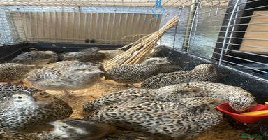 Quail poultry - Advert 13