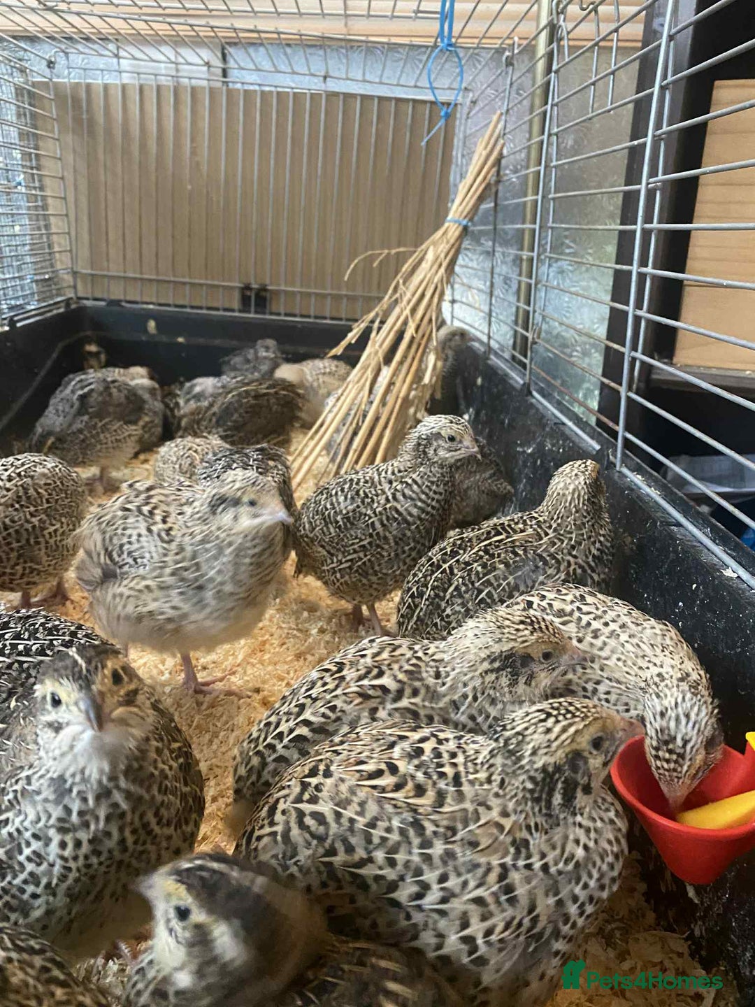 Quail poultry for sale: Fancy Coloured Japanese Jumbo Coturnix Quail - Image 3