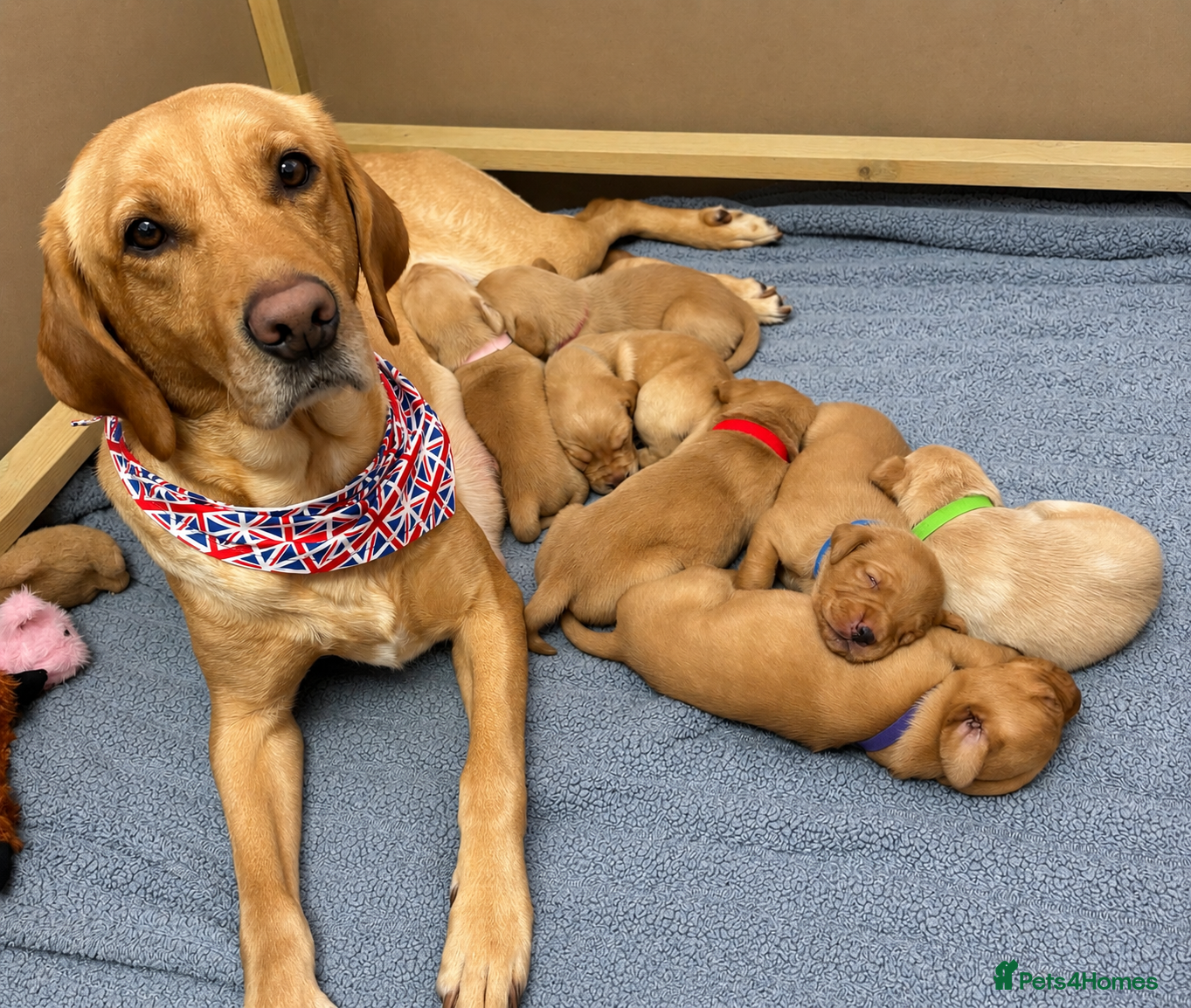 Labrador Retriever dogs Beautiful Red/Yellow KC Labrador puppies  - Advert 2