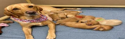 Labrador Retriever dogs for sale: 2 Boys Left red/Yellow KC Labrador puppies  - Advert 10