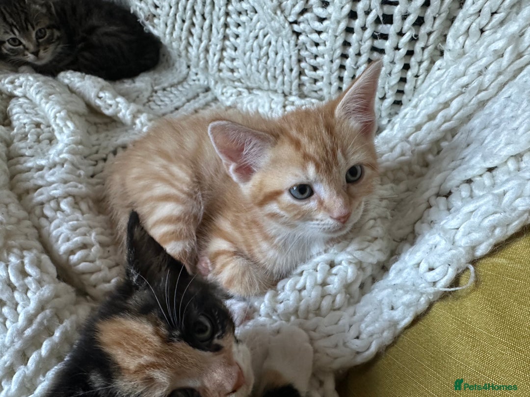 Mixed Breed cats for sale: Lovely kittens - Image 4