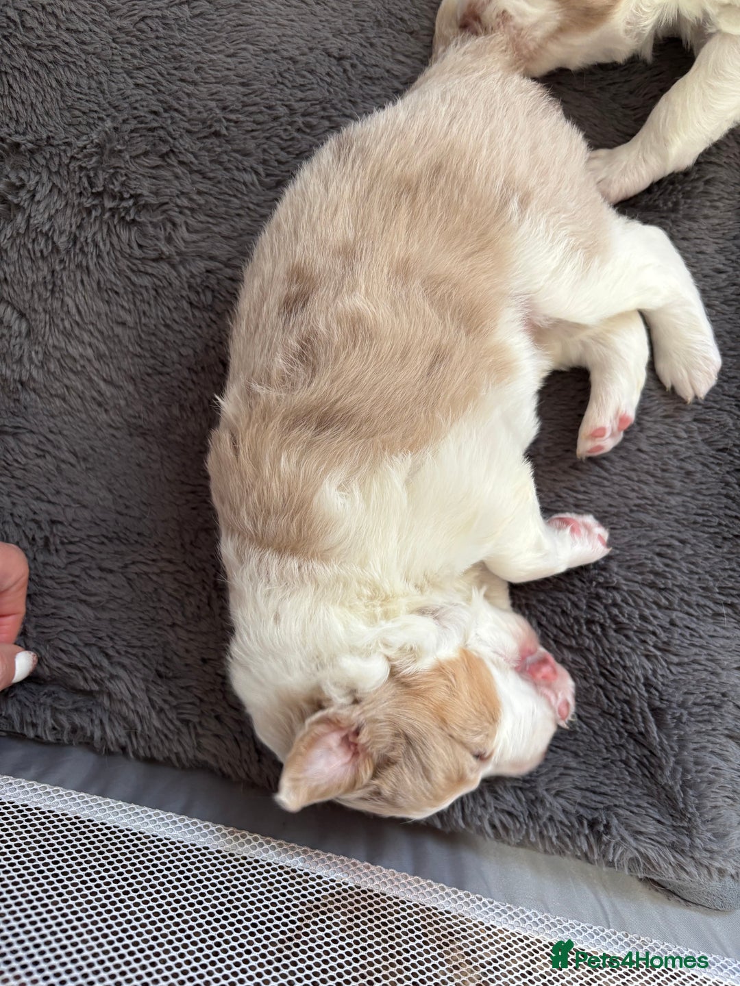 Border Collie dogs for sale: Only one girl left. - Image 17