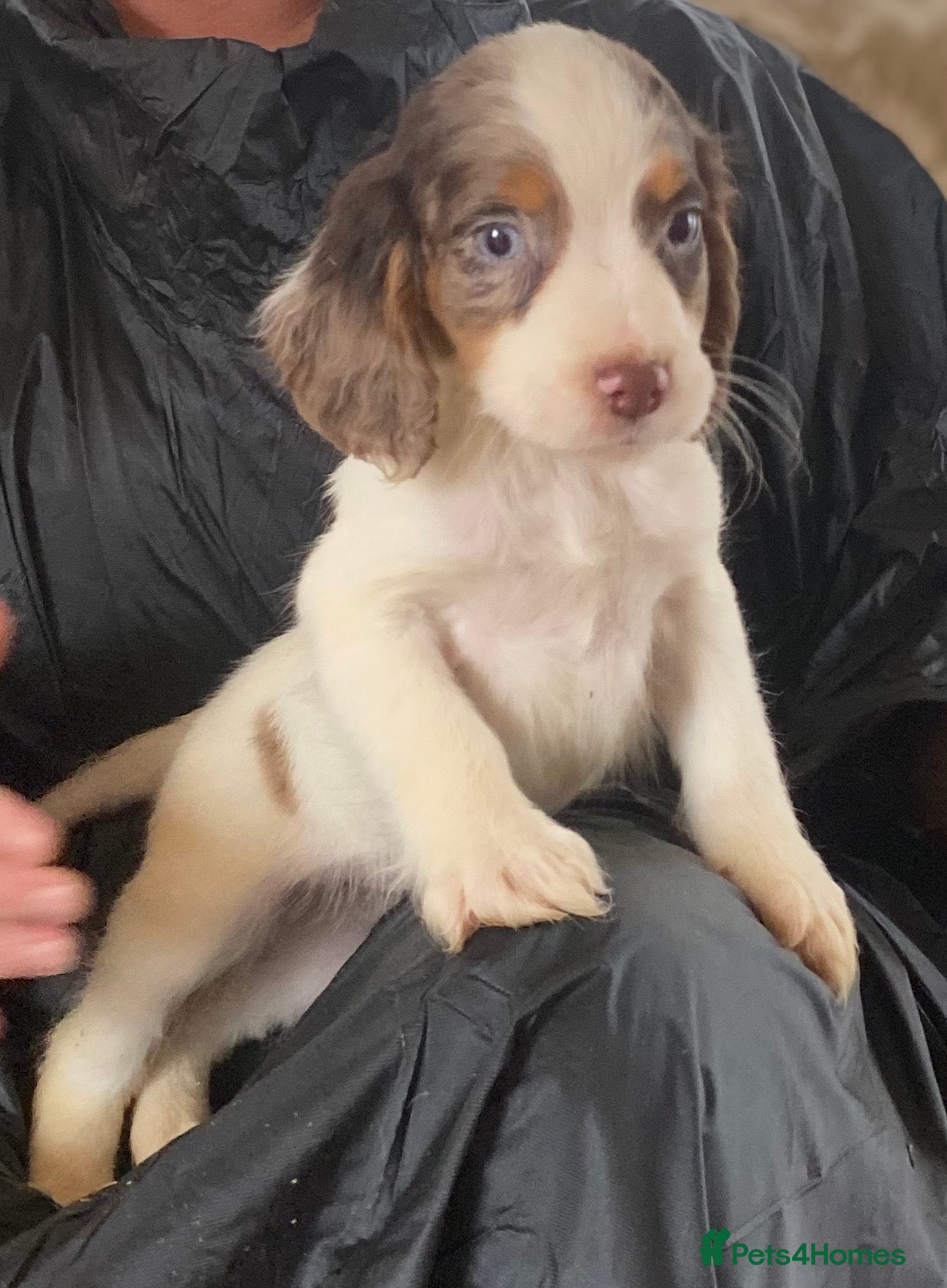 Cocker Spaniel dogs Beautiful letter of working Cocker spaniel’s - Advert 2