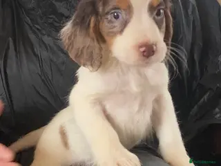 Cocker Spaniel dogs Beautiful letter of working Cocker spaniel’s - Advert 2