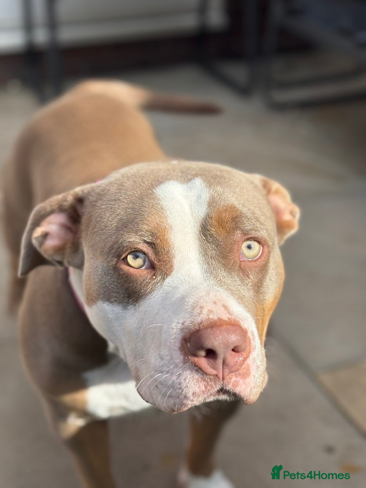 American Bully dogs My loving girl 🩷 - Advert 3