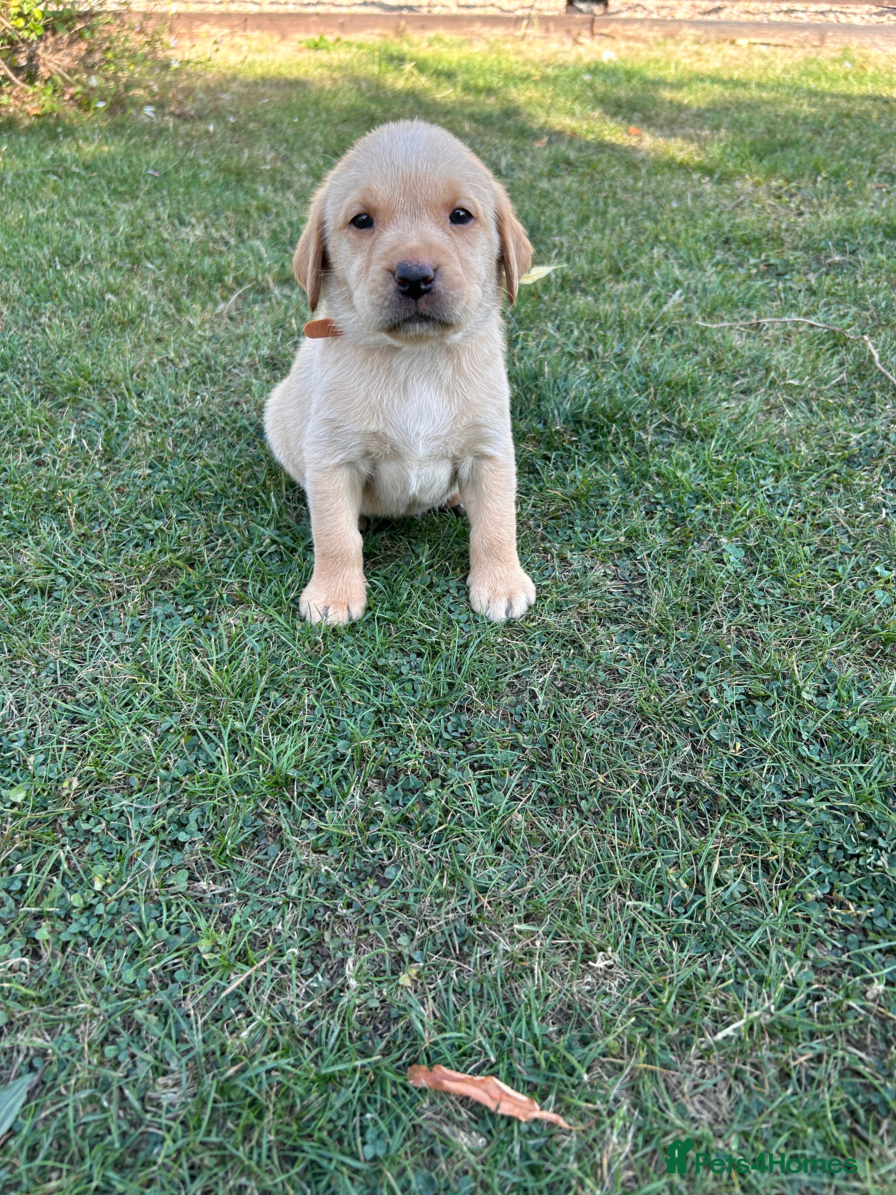Labrador Retriever dogs Health-Tested Labrador Pups | 5-Star Breeder - Advert 2