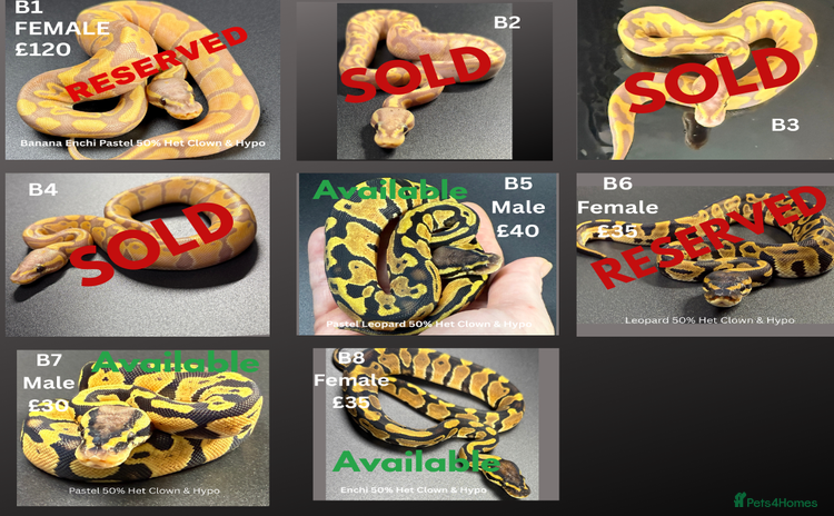 Python Snake reptiles - Advert 2