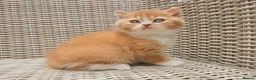 British Shorthair cats for sale: Stunning British Shorthair Kittens  - Advert 8