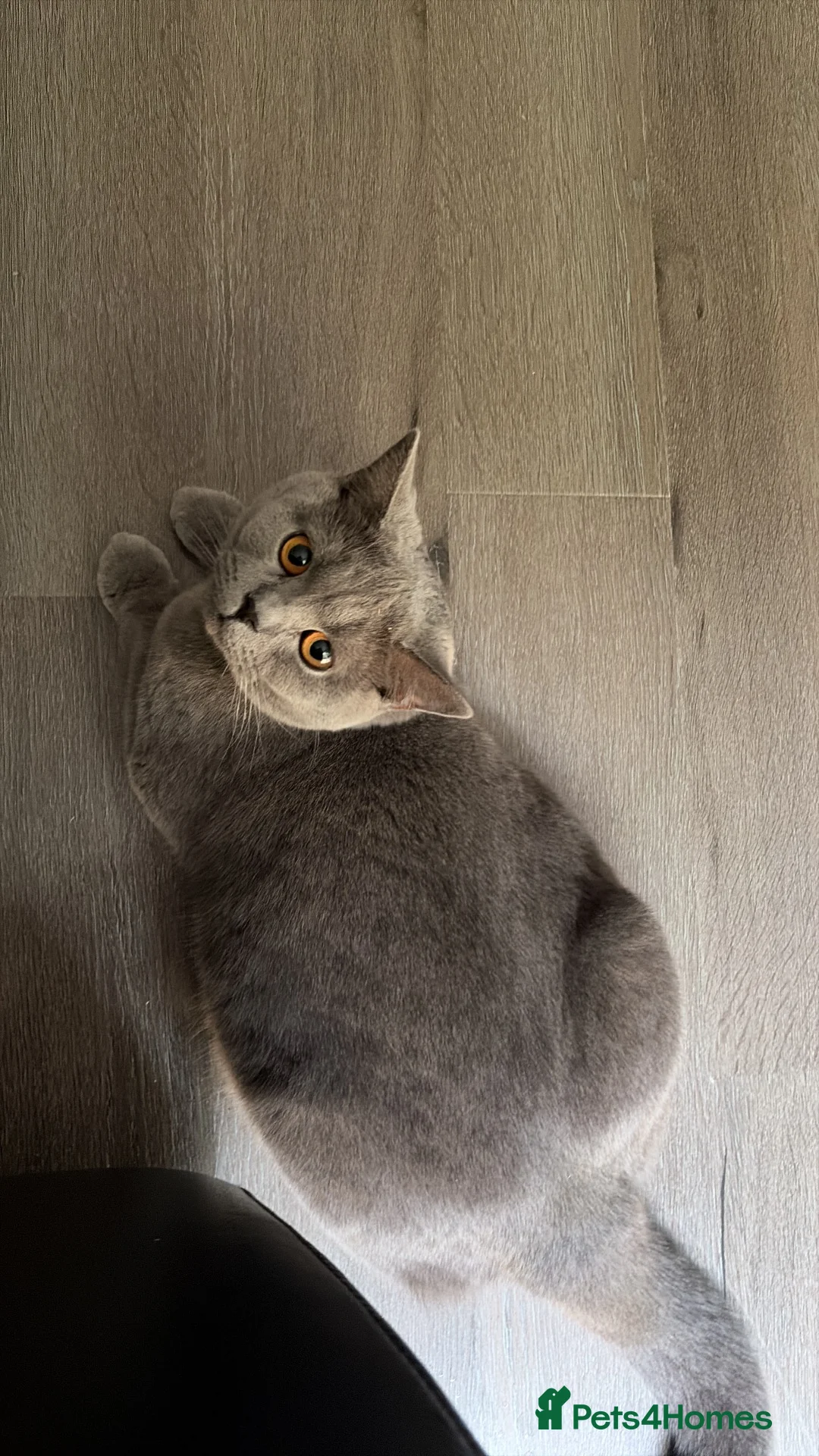 British Shorthair cats for sale: British short hair x domestic grey short hair  - Advert 1