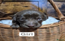 Labrador Retriever dogs for sale: Chunky Labrador retriever pups for sale - Image 5