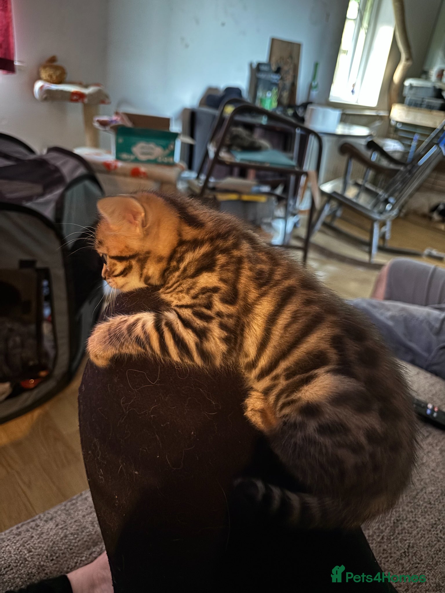 Bengal cats for sale: Little Bengal girl in Liskeard - Advert 11