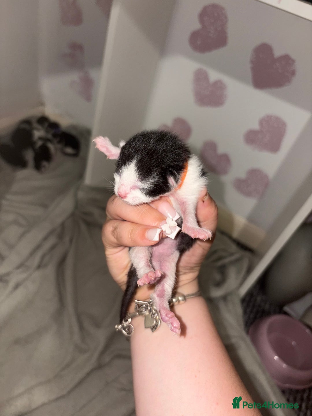 Domestic Shorthair cats for sale: Kittens for sale  - Image 18
