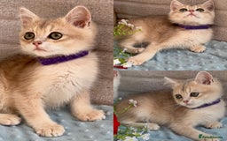 British Shorthair cats for sale: British sh golden kittens NY 12 GCCF  - Image 6