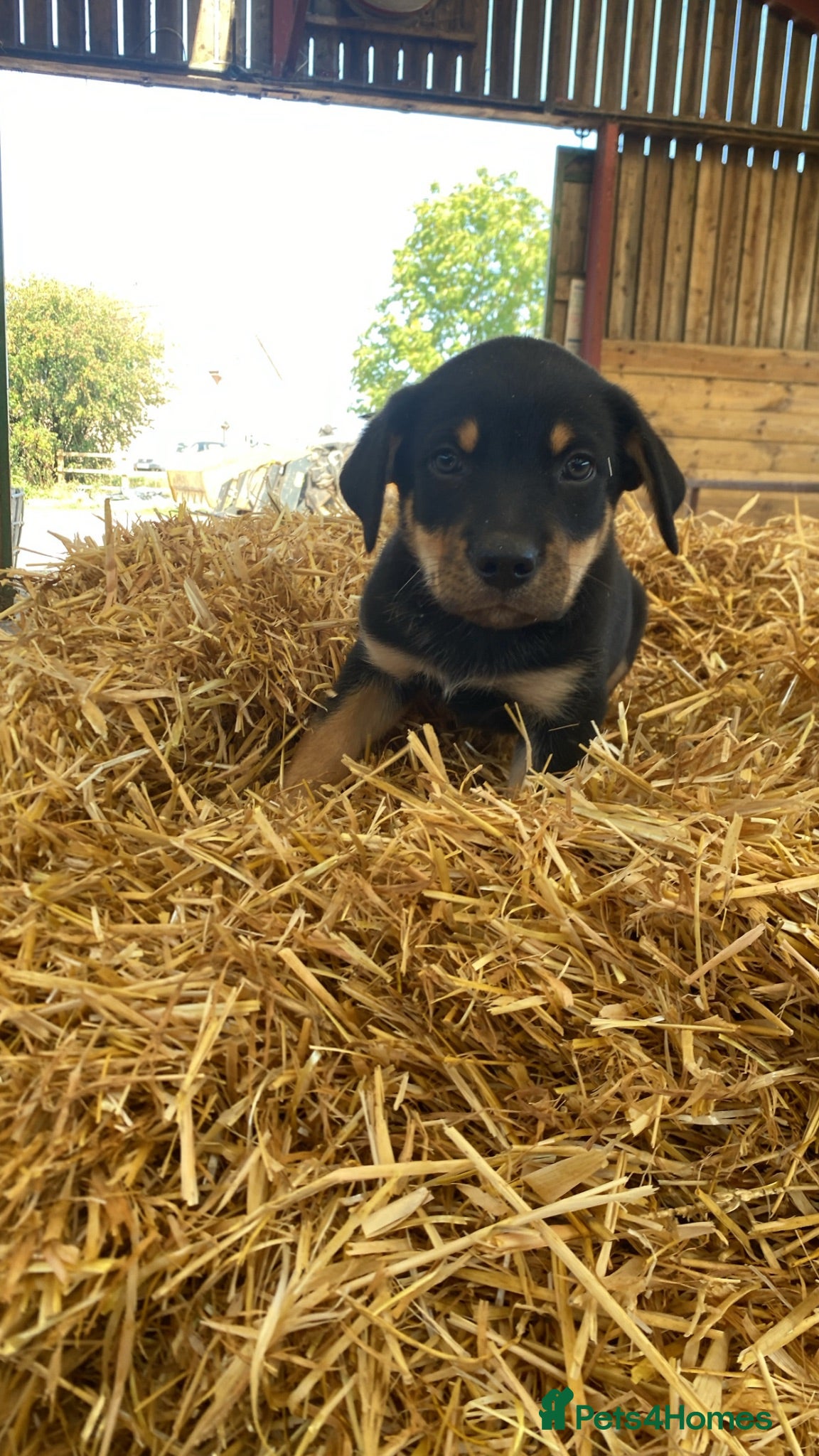 Australian Kelpie dogs Kelpie pups  - Advert 1