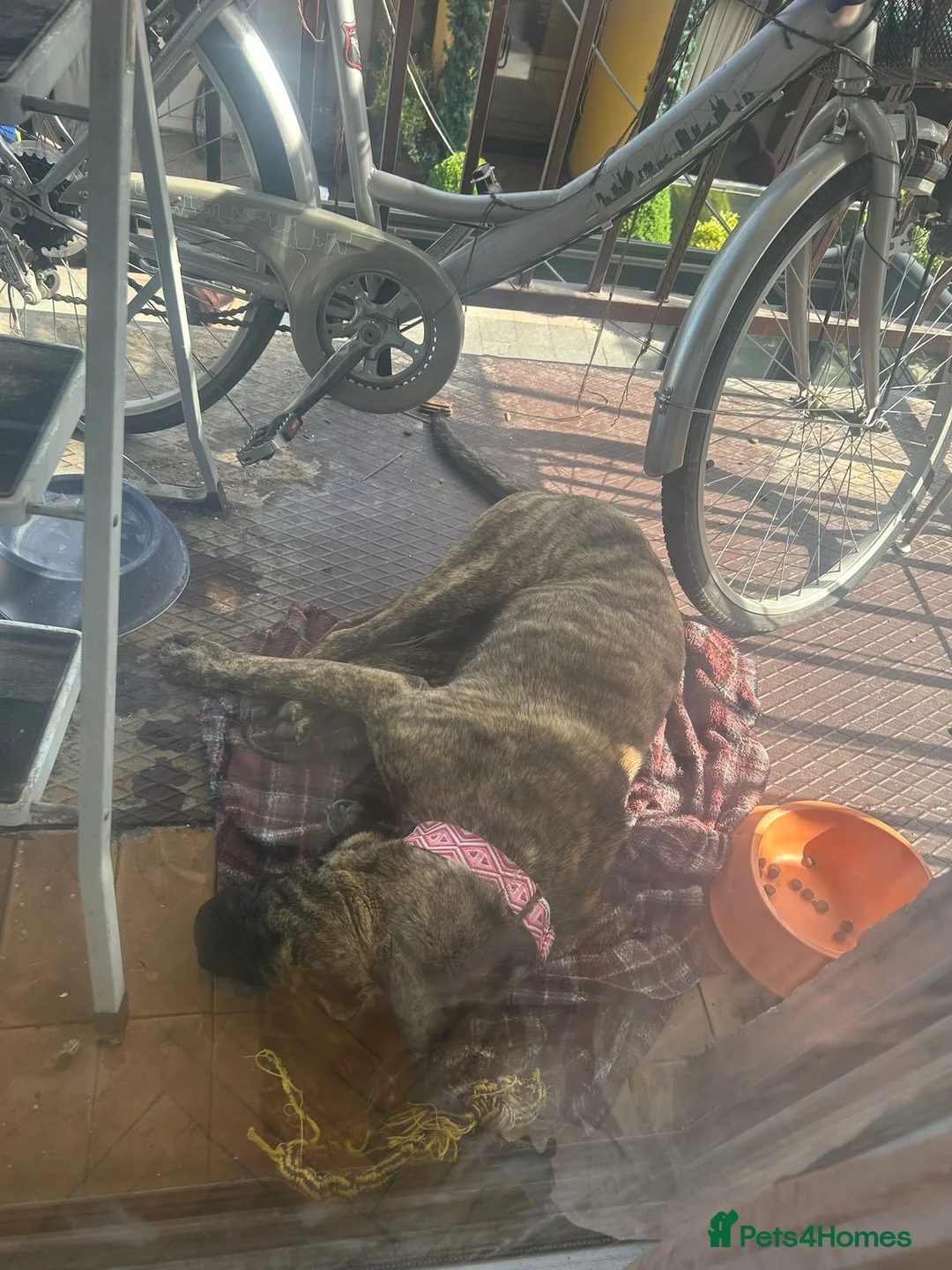 Mixed Breed dogs for adoption: Jr is a shar pei mix Macedonian rescue  - Advert 8