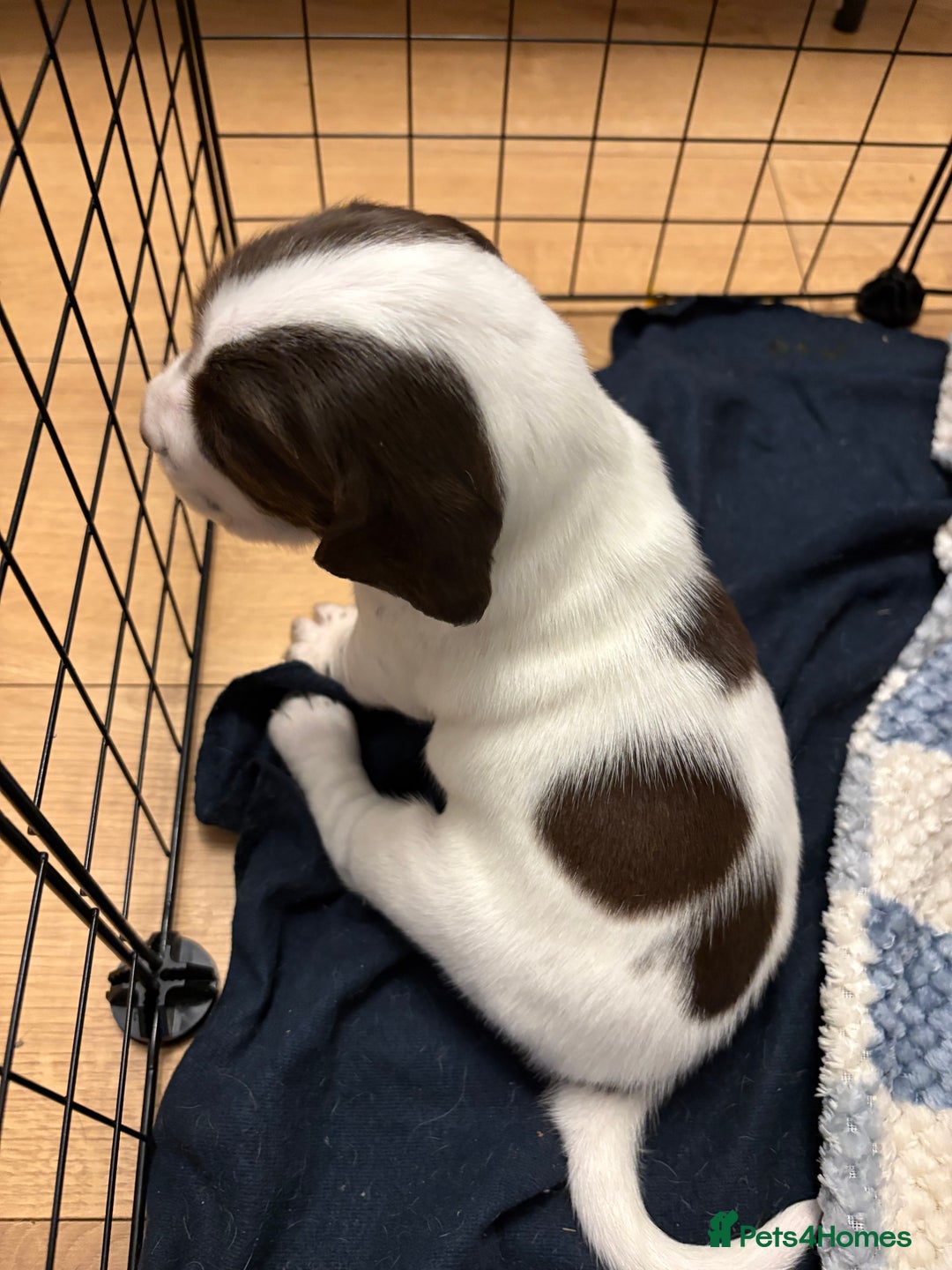 Mixed Breed dogs for sale: Sprockers cross  - Image 6