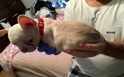 French Bulldog dogs for sale: French bulldog puppies  - Image 17