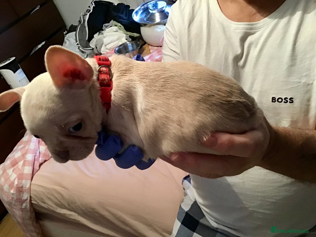 French Bulldog dogs for sale: French bulldog puppies  - Image 17