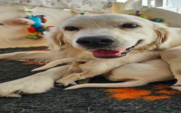 Golden Retriever dogs for sale: Outstanding Kc registered Golden Retriever babies  - Image 22