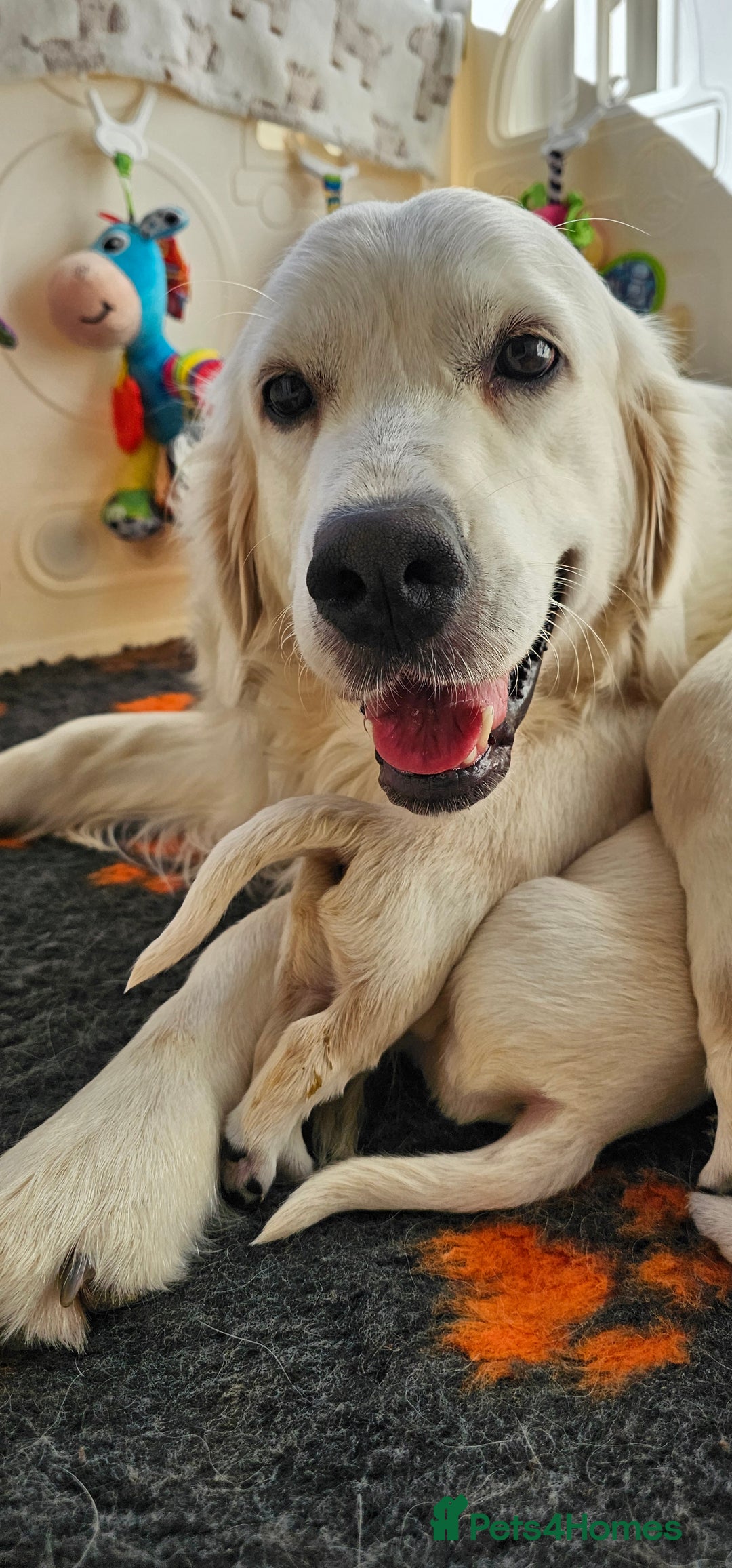 Golden Retriever dogs for sale: Outstanding Kc registered Golden Retriever babies  - Image 22