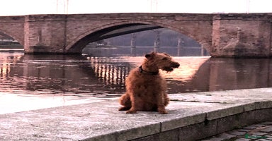 Irish Terrier dogs - Advert 10