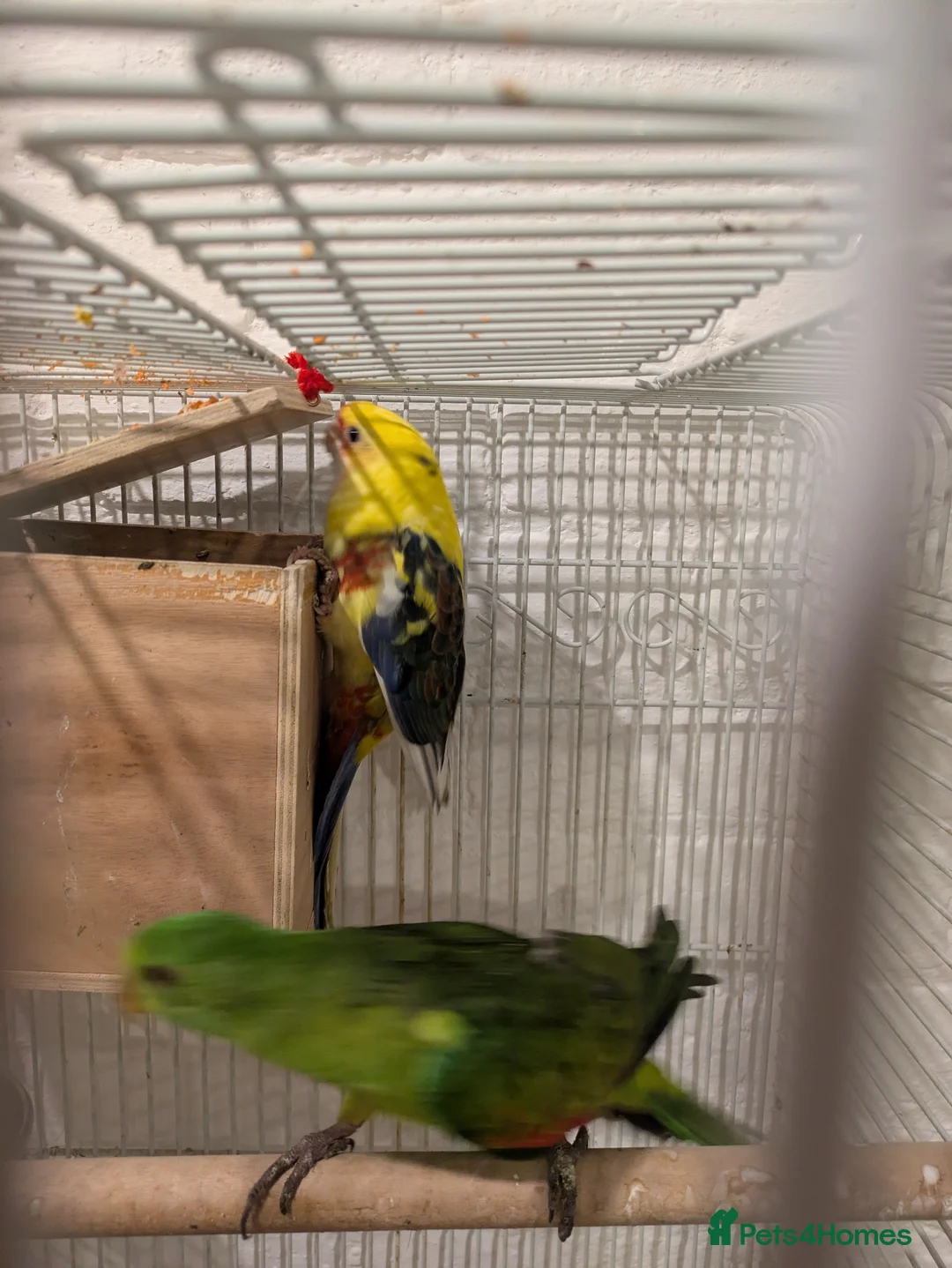 Parakeets birds for sale: Crimson Rosella nice and colourful - Advert 4