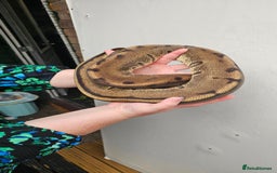 Python Snake reptiles for sale: Aberrant genetic stripe ball python - Image 2