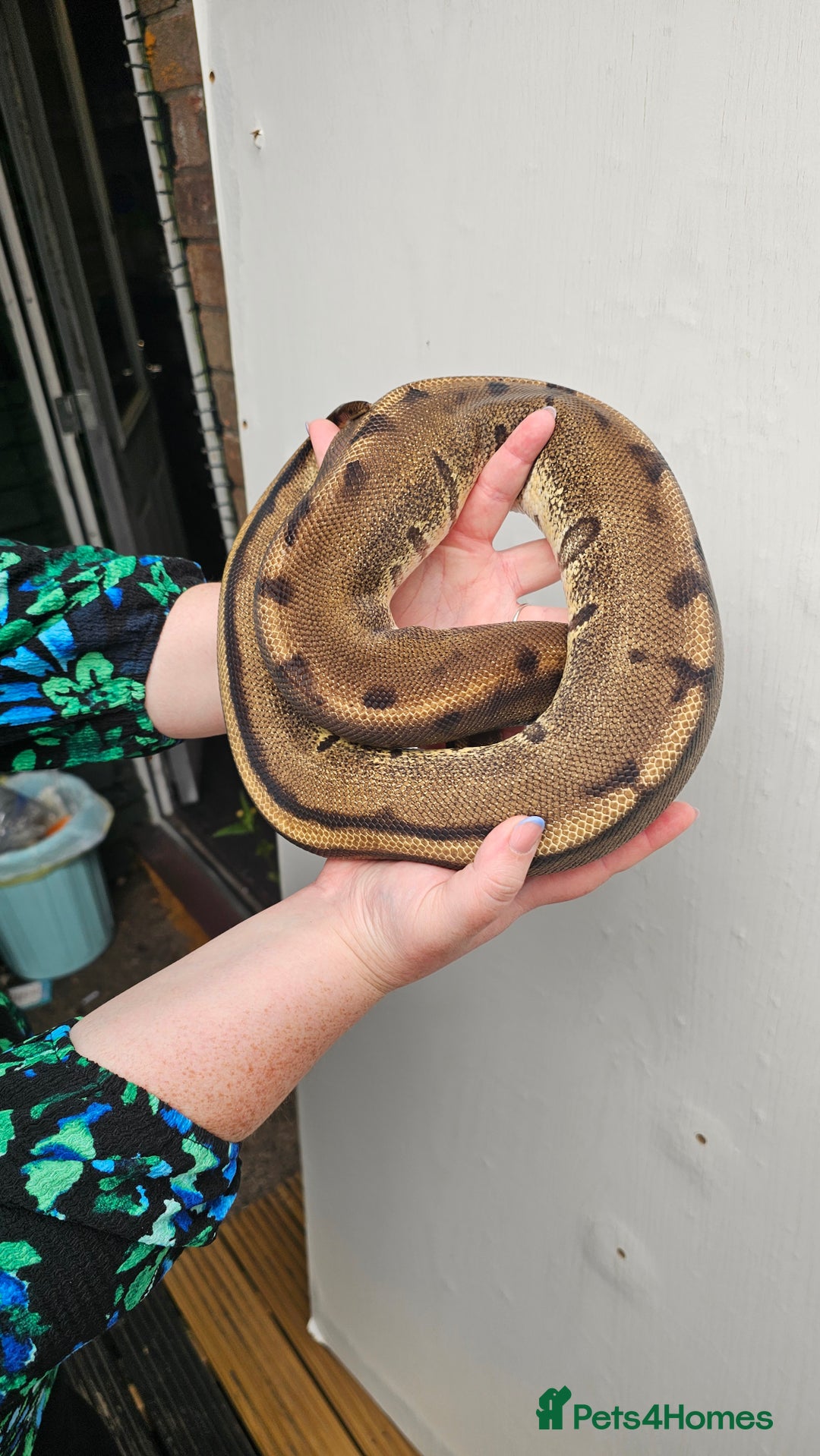 Python Snake reptiles for sale: Aberrant genetic stripe ball python - Image 2
