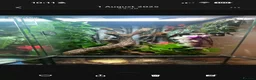 Gecko reptiles for sale: Crested Gecko, female  in Warrington - Advert 2
