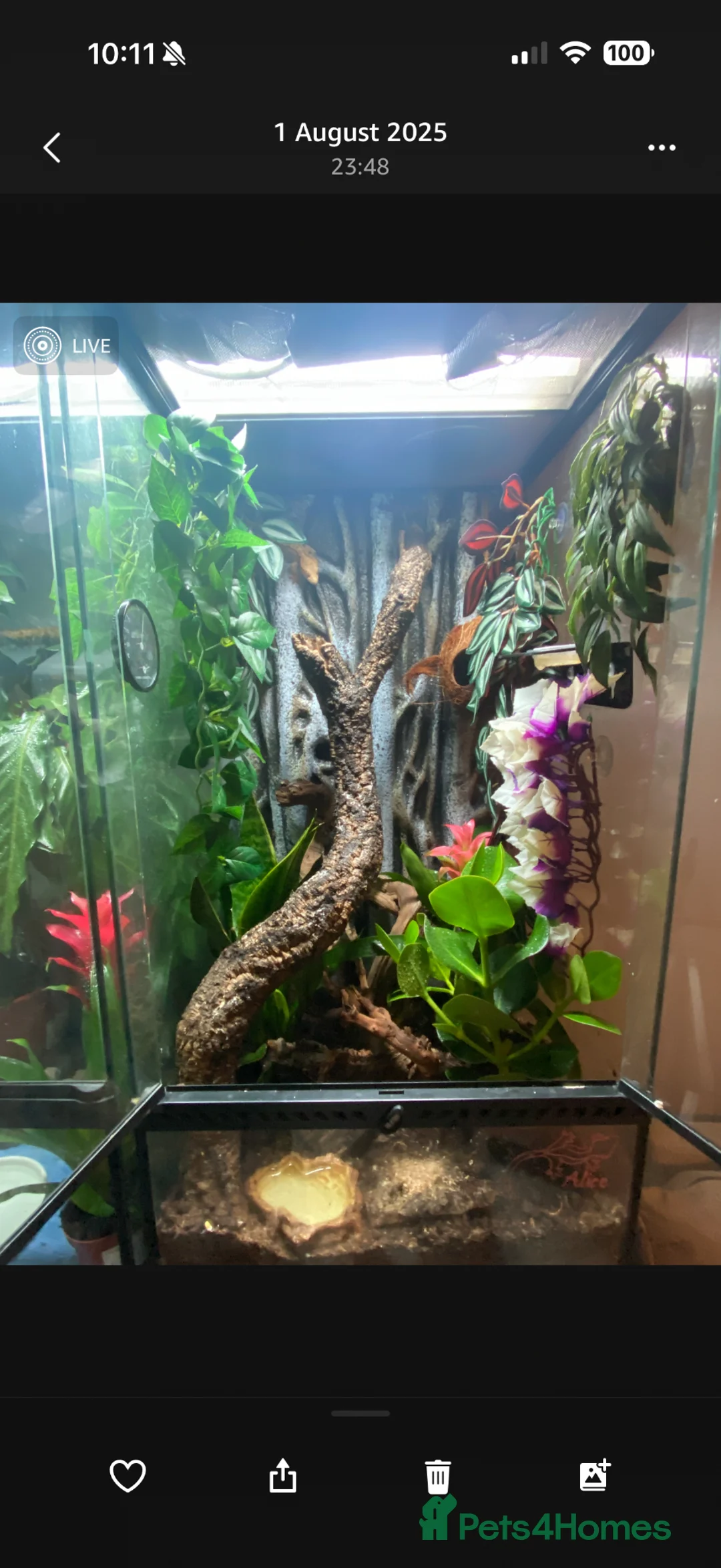 Gecko reptiles for sale: Crested Gecko, female  in Warrington - Advert 2