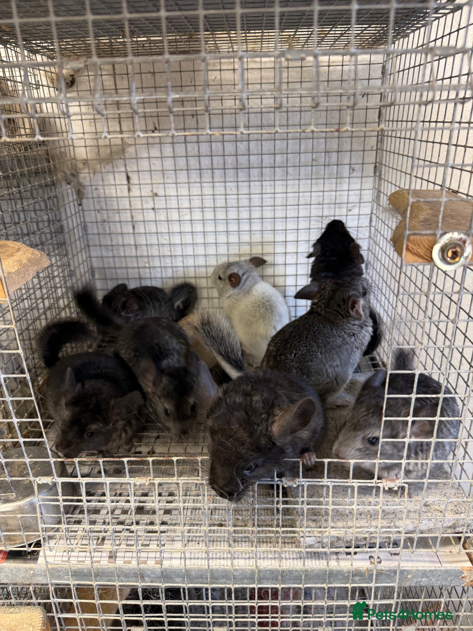 Chinchilla rodents Male chinchillas ready now. - Advert 1