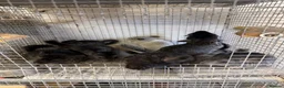 Chinchilla rodents for sale: Male chinchillas ready now. - Advert 1