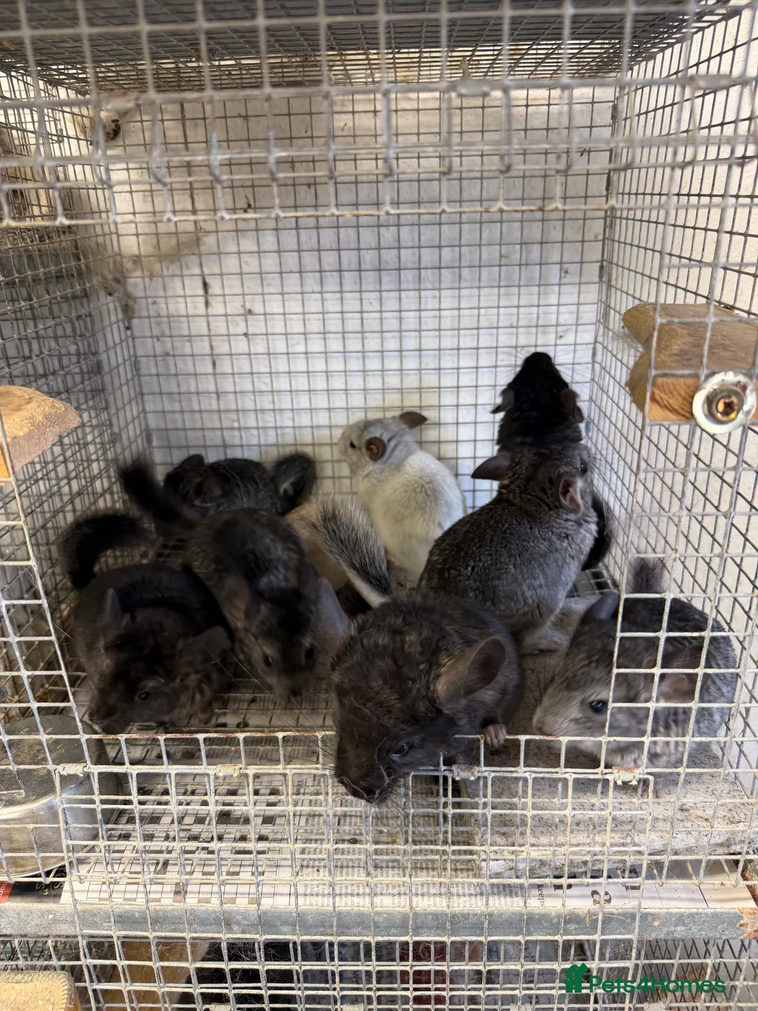 Chinchilla rodents for sale: Male chinchillas ready now. - Advert 1
