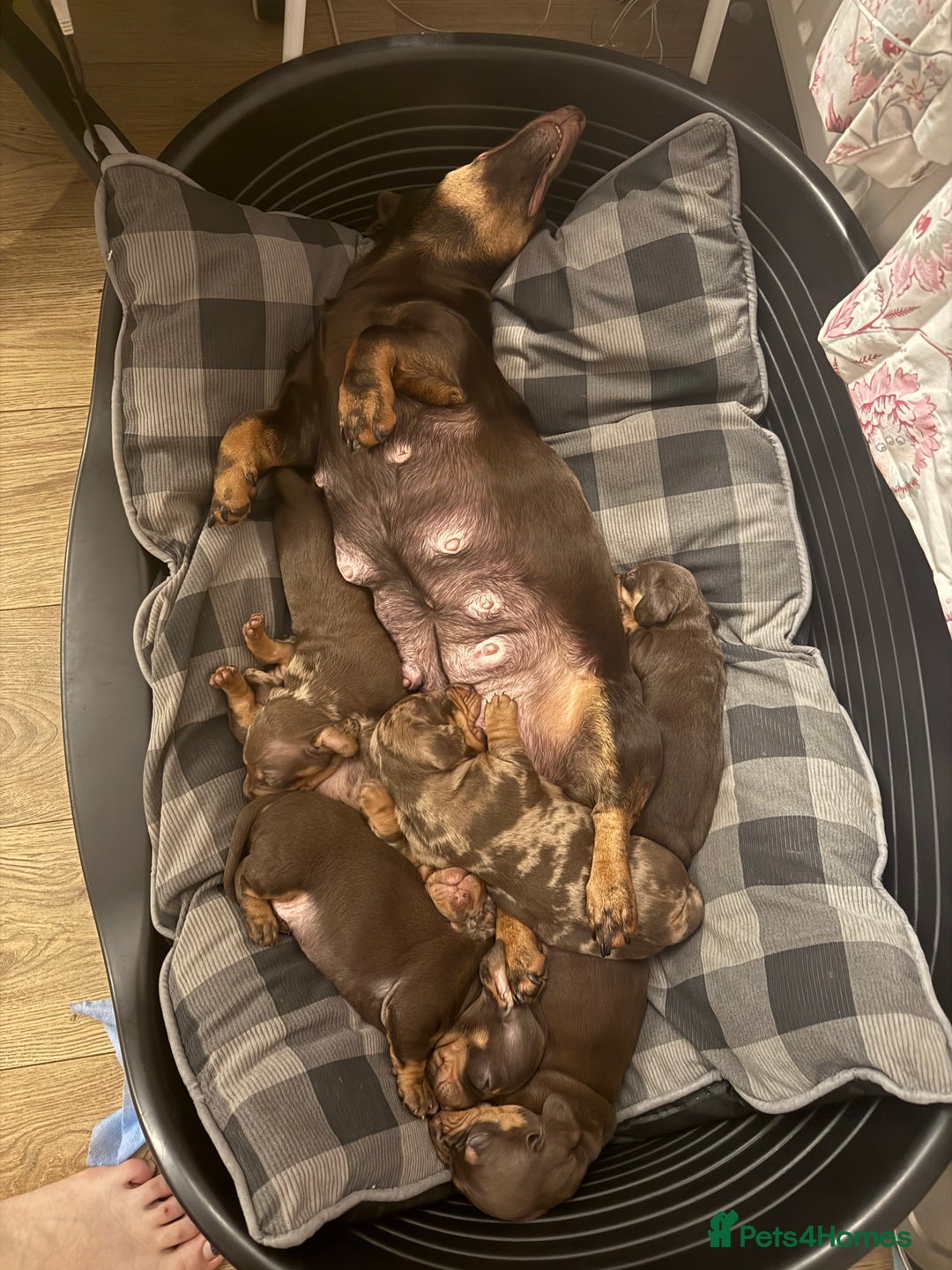 Dachshund dogs for sale: Lovely Dachshunds!  - Advert 10
